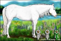 Horse Color:White Spotted Perlino Sabino Blanket
