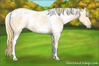 Horse Color:White Spotted Buckskin Pearl 