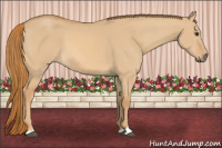 Horse Color:Red Dun Sabino 