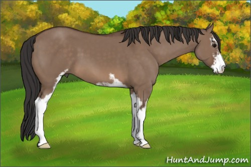 Horse Color: Brown Dun Sabino 