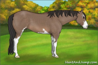 Horse Color:Brown Dun Sabino