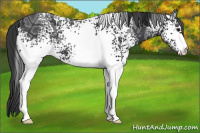 Horse Color:White Spotted Black Ice 