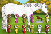 Horse Color:Gold Champagne Appaloosa 