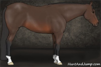 Horse Color:Brown 