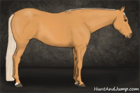 Horse Color:Chocolate Palomino 