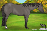 Horse Color:Smoky Grullo