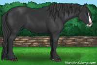 Horse Color:Black Splash