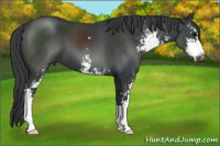 Horse Color:Black Sabino 
