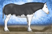 Horse Color:Blue Roan Splash 