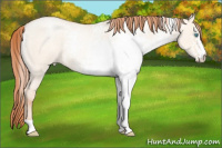 Horse Color:White Spotted Amber Champagne Roan Pearl Dun 