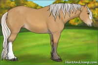 Horse Color:Silver Buckskin 