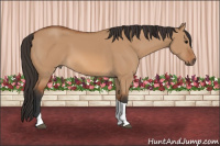 Horse Color:Bay Dun Sabino Tobiano 