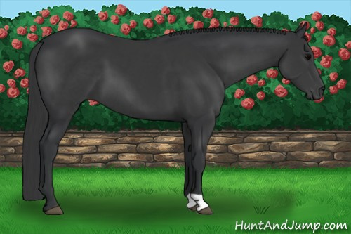Horse Color: Brown 