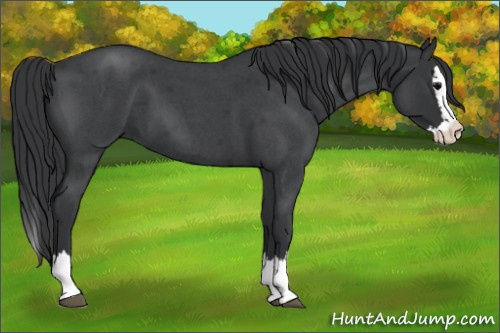 Horse Color: Blue Roan Splash 