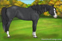 Horse Color:Blue Roan Splash 