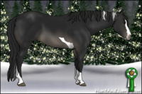 Horse Color:Gray Black Splash Tobiano 