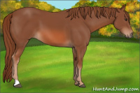 Horse Color:Liver Chestnut 