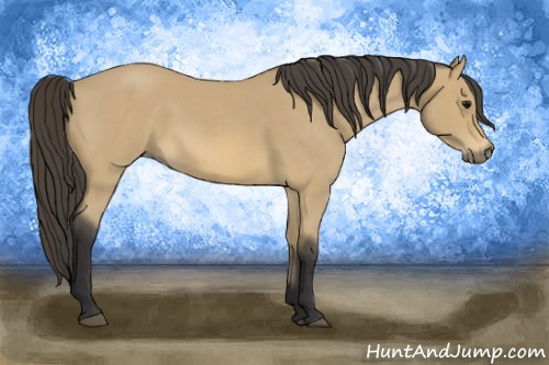 Horse Color: Buckskin Roan 