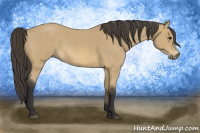 Horse Color:Buckskin Roan 