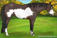 Horse Color:Brown Roan Frame