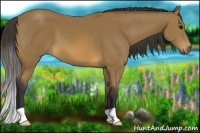 Horse Color:Buckskin 