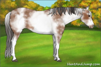Horse Color:White Spotted Bay Roan Splash Frame 
