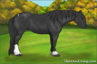 Horse Color:Black Tobiano Rabicano