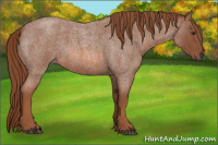 Horse Color:Liver Red Roan 