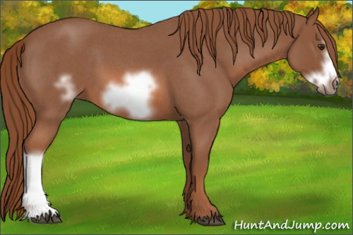 Horse Color: Red Roan Frame 