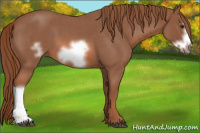 Horse Color:Red Roan Frame