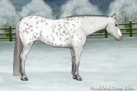 Horse Color:Grullo Roan Appaloosa 