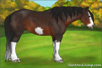 Horse Color:Gray Bay Splash Frame 