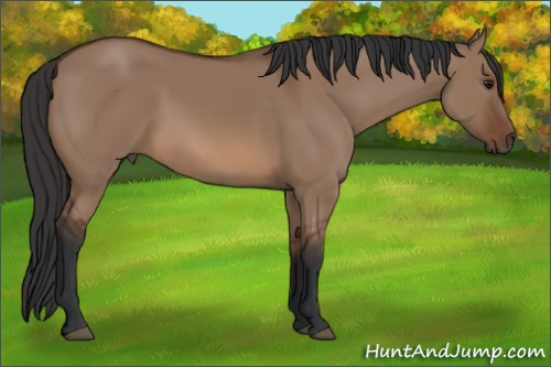 Horse Color: Bay Dun 