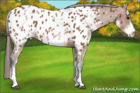 Horse Color:White Spotted Bay Appaloosa Rabicano