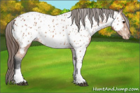 Horse Color:Bay Tobiano Near Leopard 
