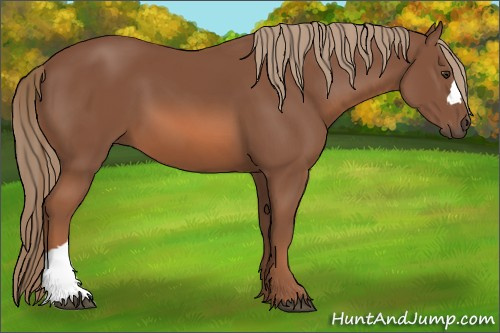 Horse Color: Chestnut 