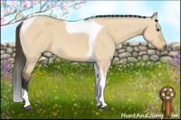 Horse Color:Buckskin Dun Tobiano 