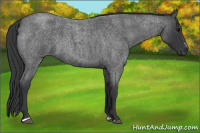 Horse Color:Blue Roan Sabino 