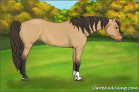 Horse Color:Buckskin Roan Dun Tobiano