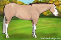 Horse Color:Amber Champagne Splash 