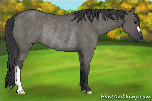 Horse Color: Grullo Rabicano 