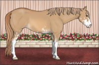 Horse Color:Red Dun Sabino 