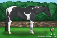 Horse Color:Black Tobiano 