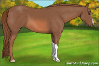 Horse Color:Liver Chestnut 
