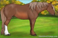 Horse Color:Liver Chestnut 