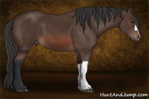 Horse Color: Brown 