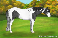 Horse Color:Brown Sabino Tobiano Rabicano