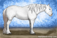 Horse Color:Bay Splash Frame Appaloosa 