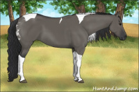 Horse Color:Grullo Tobiano 