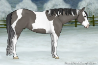 Horse Color:Grullo Splash Tobiano
